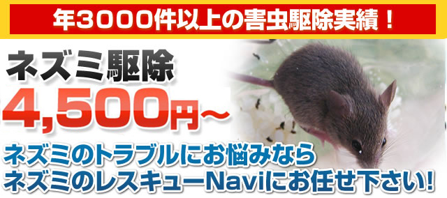 ネズミ駆除 大阪 京都 愛知 福岡でネズミ駆除なら ジャパン アット レスキュー株式会社